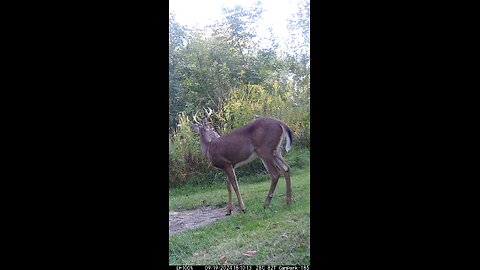 Buck Deer 9-19-2024