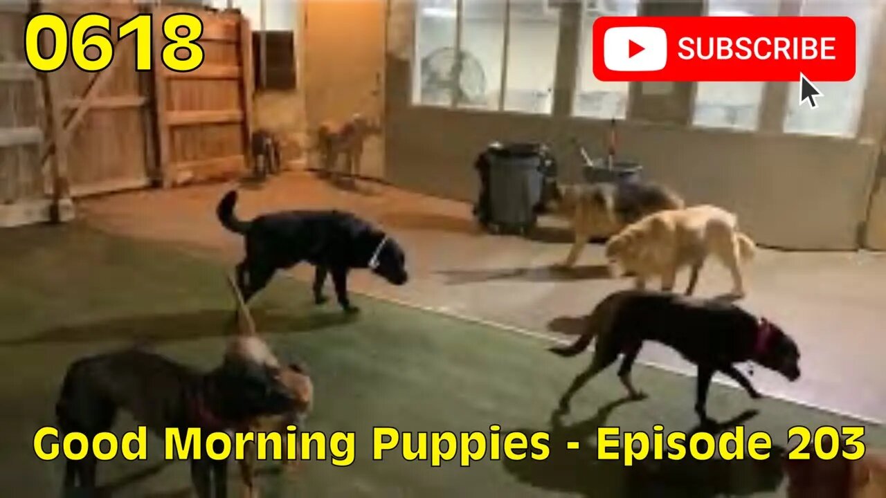 [0618] GOOD MORNING PUPPIES - EPISODE 203 [#dogs #doggos #doggies #puppies #dogdaycare]