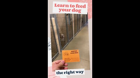 HOW TO FEED YOUR DOG - Adopt a Dog