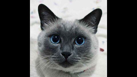 Funny cat 1