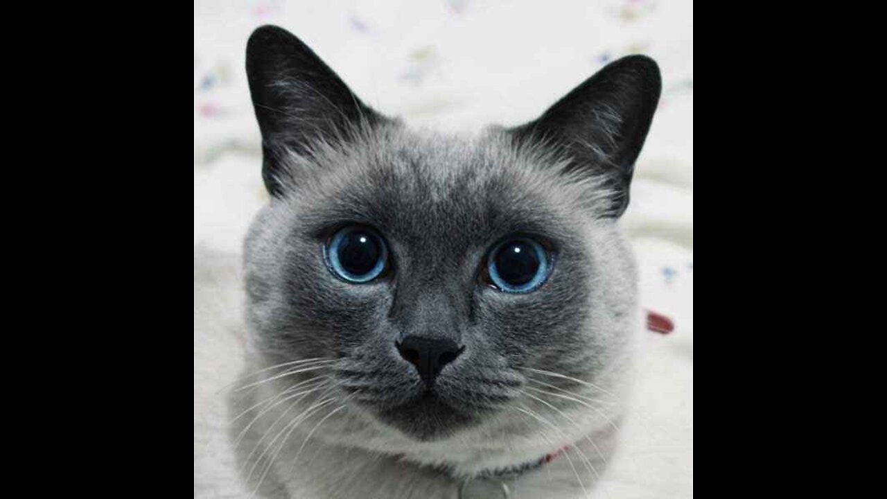 Funny cat 1