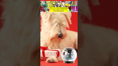 My Valentine's Day Surprise | Puppies | Am Feeling Good