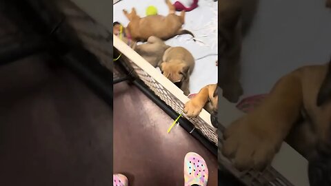 Ch willow litter. Five wks old. LonelyCreek