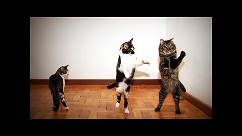 Cats and Dogs dancing 🤣