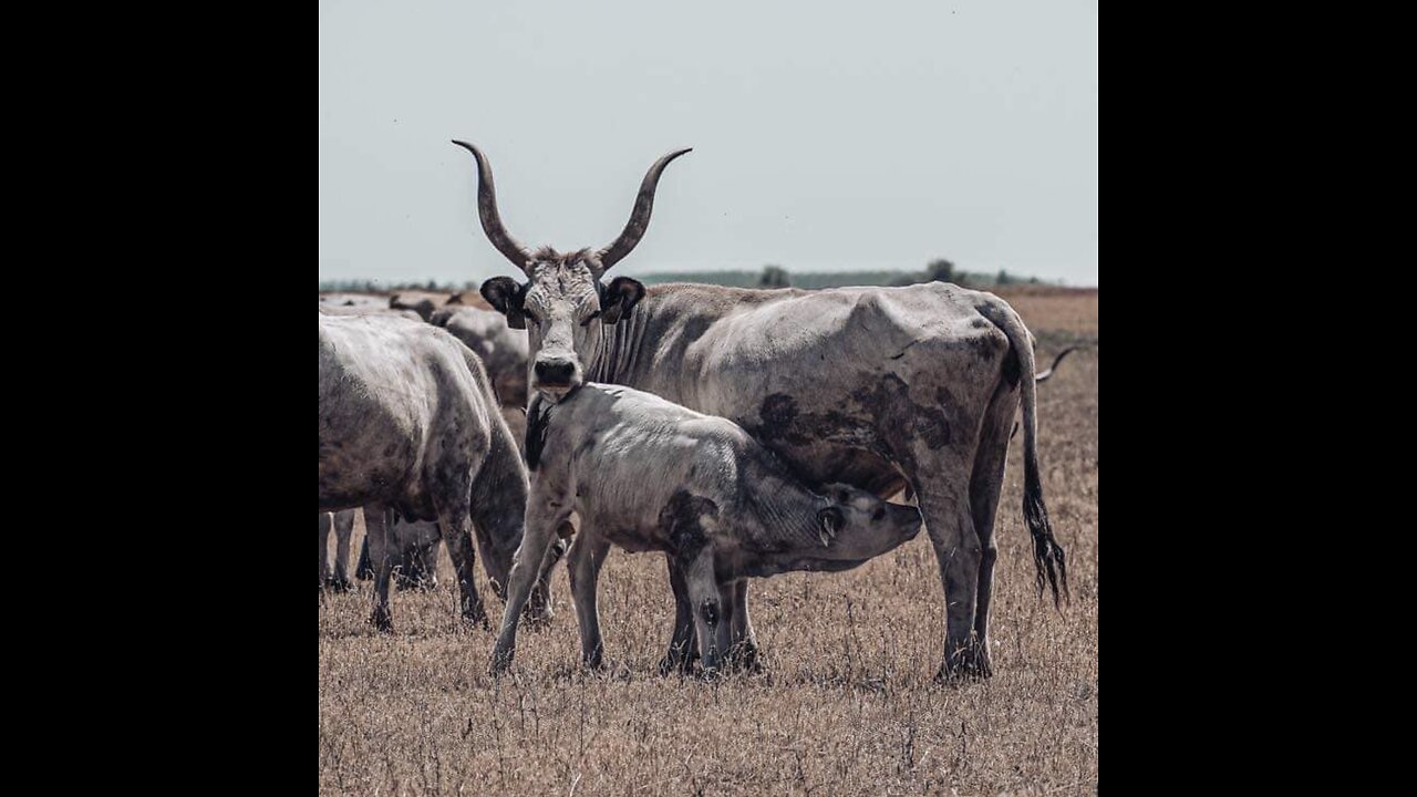 GRASS-FED, GRASS FINISHED, AFFORDABLE BEEF IN HUNGARY