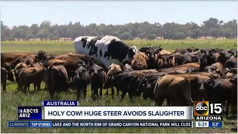 Huge steer avoids slaughter in Australia