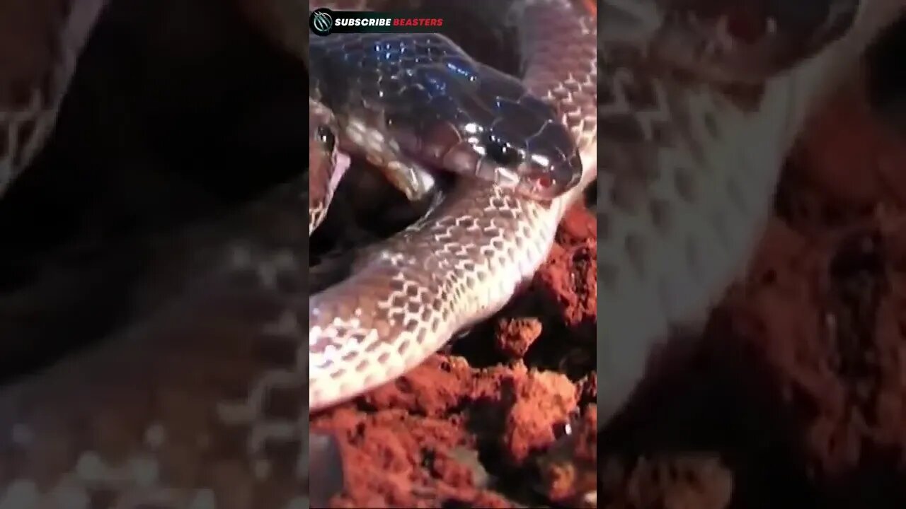 SNAKE ATTACKS 2