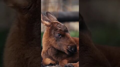 Кто из этих двоих красивее? इन दोनों में से कौन ज खूबसूरत है? Which of these two is more beautiful?
