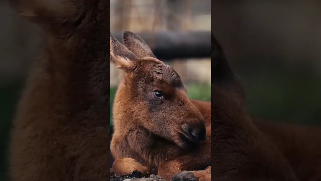 Кто из этих двоих красивее? इन दोनों में से कौन ज खूबसूरत है? Which of these two is more beautiful?