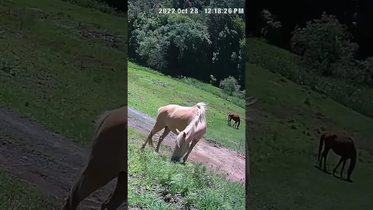 The secret lives of horses