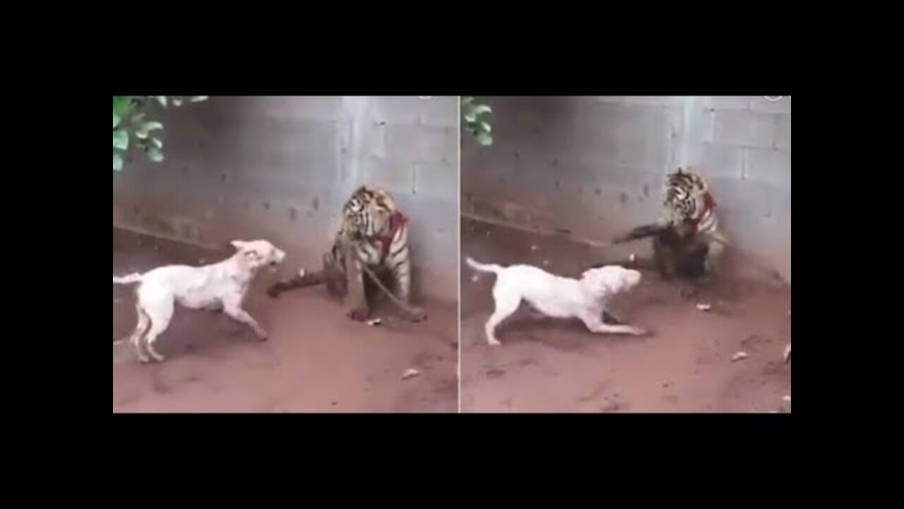 Tiger attacks a dog and looks at what happened !!