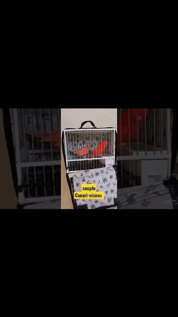 couple Canari-oiseau