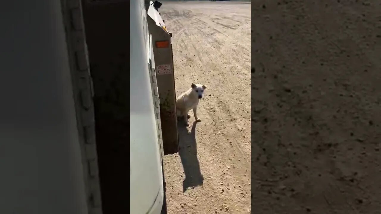 These guys greet me every time I pull into the truck stop 🐶