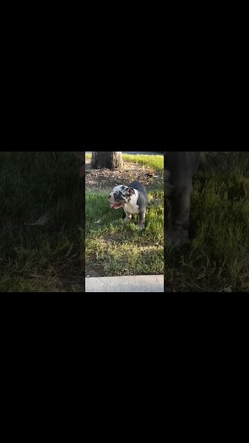 Hey Puppy 🐶 #exoticbullypuppy #englishbulldog