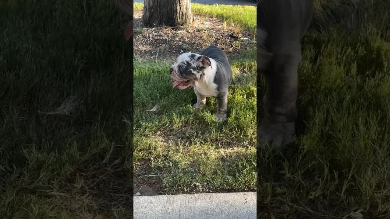 Hey Puppy 🐶 #exoticbullypuppy #englishbulldog