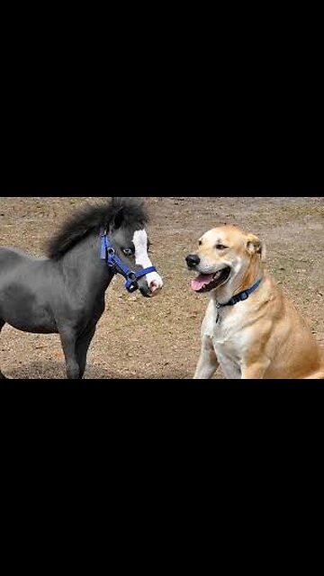 Overload Truck Power|| You don't miss