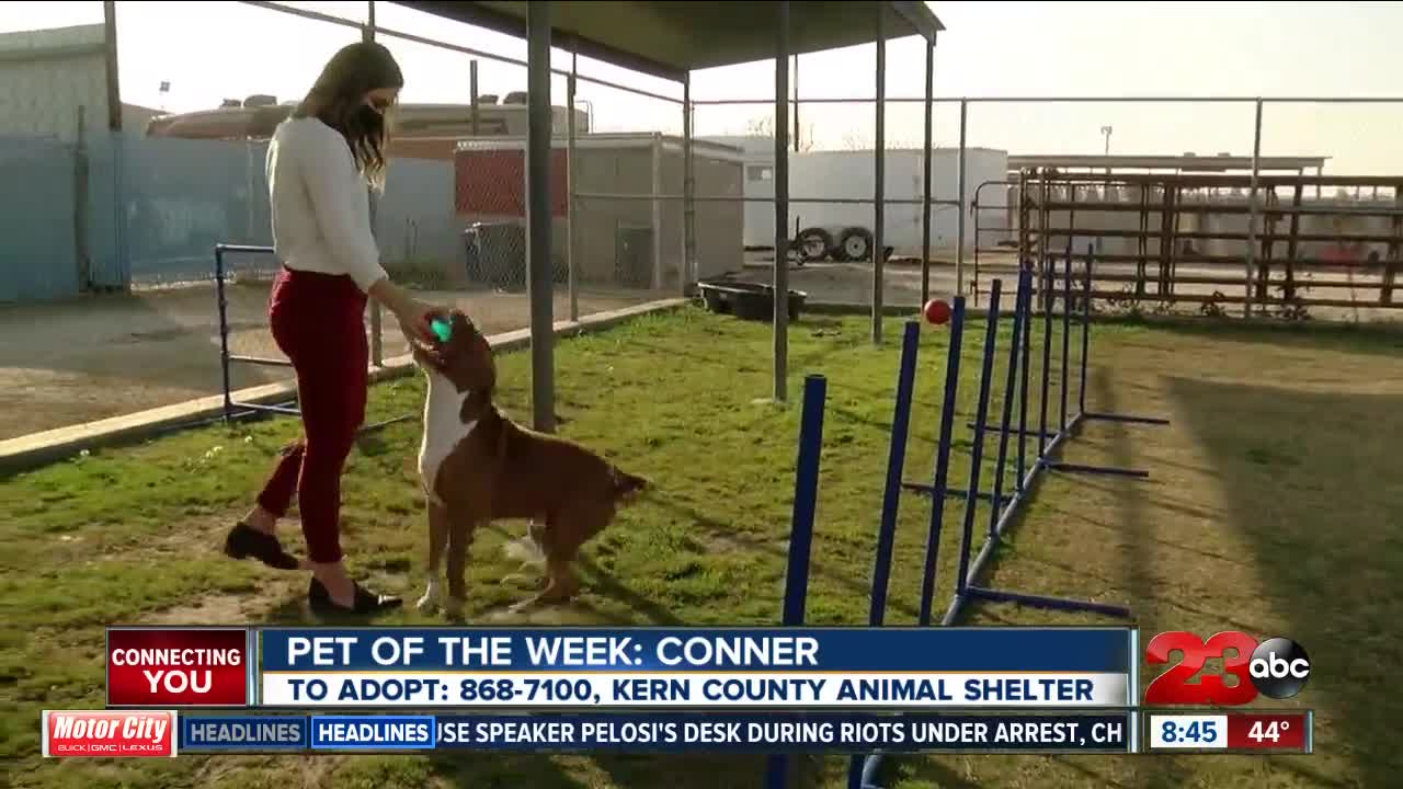 Pet of the Week: Conner