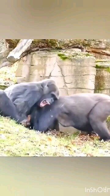 funny monkey scene funny 😂🤣 chimpanzee videos viral short 🤣