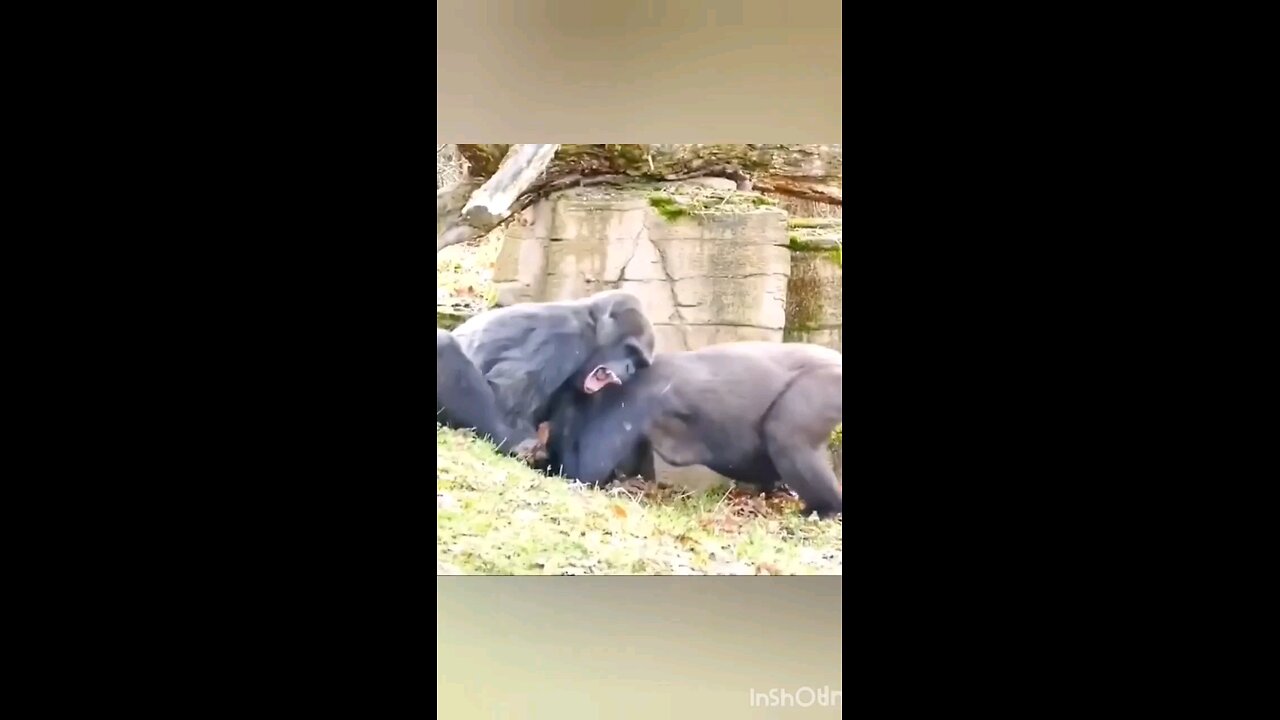 funny monkey scene funny 😂🤣 chimpanzee videos viral short 🤣