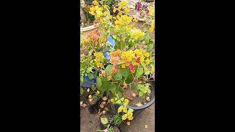 colourful flowers in one plant ☘️