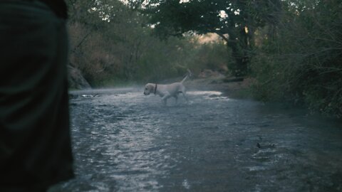 Dog catches a ball in a river .