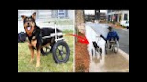 Special Needs Dog Returned 4 Times Is Finally Adopted By Someone Who Understands Him