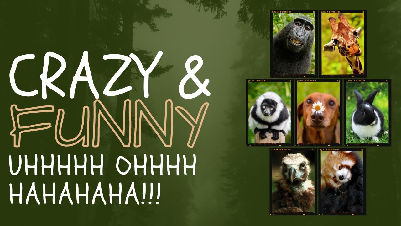 Hey Kids! Laugh Out Loud: Hilarious Animated Adventures Await!
