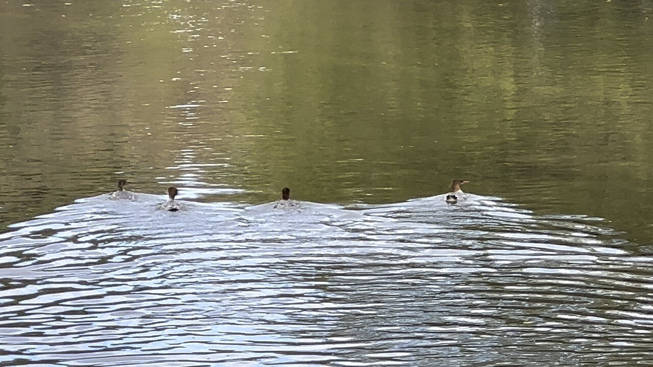 American Mergansers socially distancing