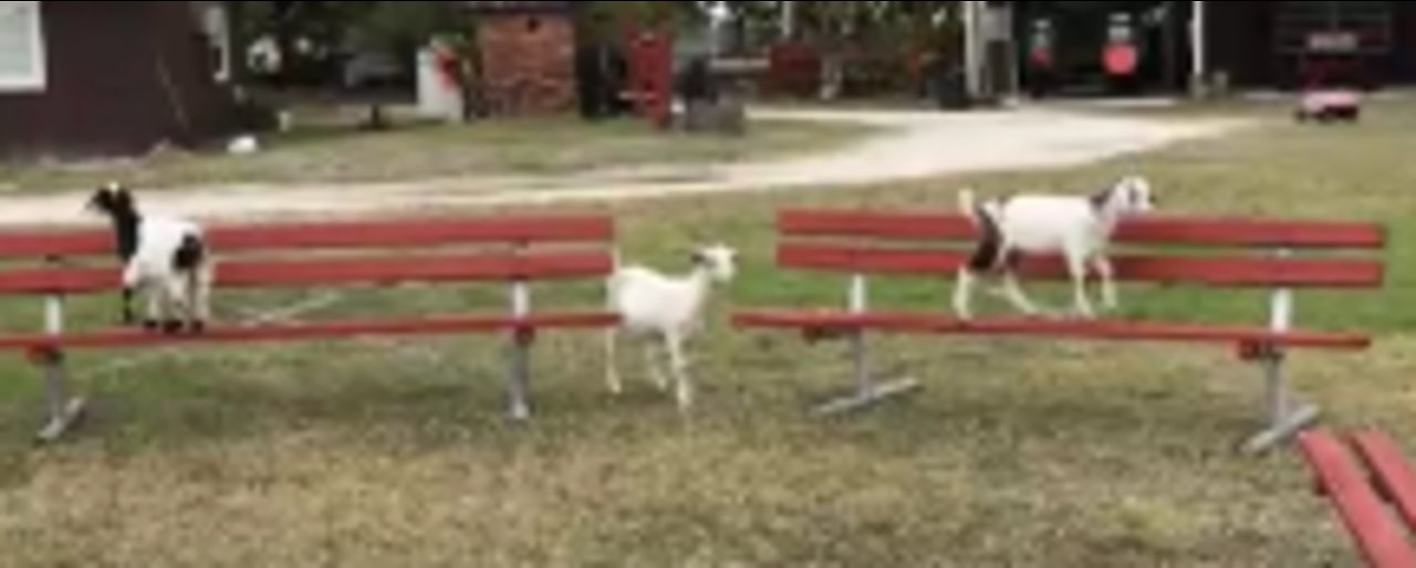 Cute Goats with Excellent Sensory Motor Skills