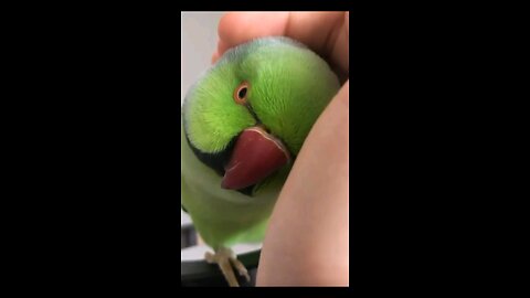 Cute Parrot 🐦 Must Watched This Lovely Video