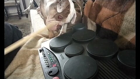 i know not to grab those sticks but what's that funny sound you've got there,..?