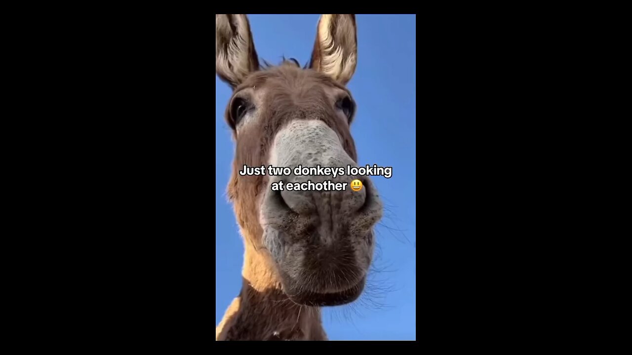 Donkey talking