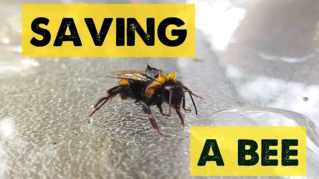 Dying bee rescued by compassionate human