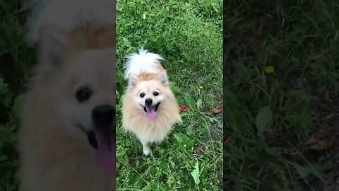 A veces me cuesta encontrar la pelota... #spitz_dog #doglover #dog #dogshorts