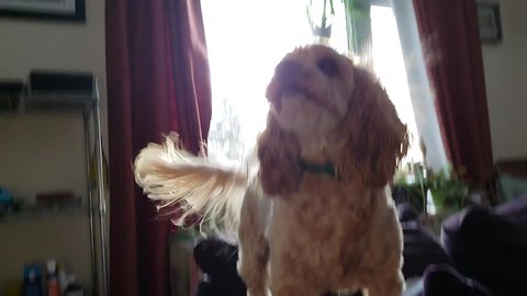 Pets Getting their Hair Styled