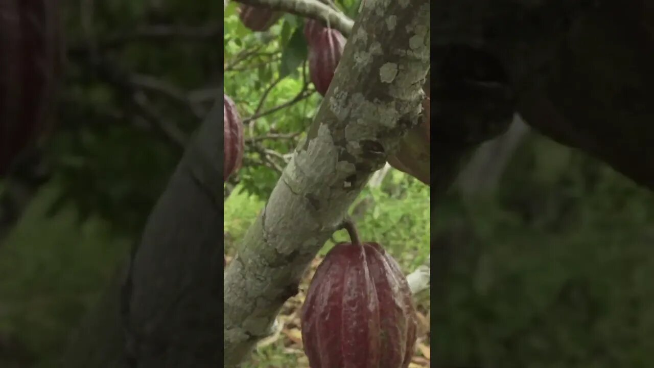 First time seeing Cacao in BRAZIL