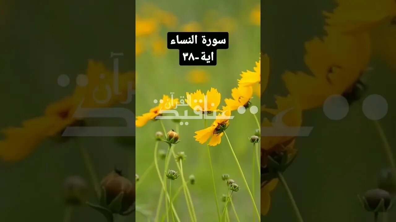 سورة النساء-(٣٢) قارئ الشيخ عبد الرحمن البيتي Sura Nisa -(32) #quran #viral #shorts