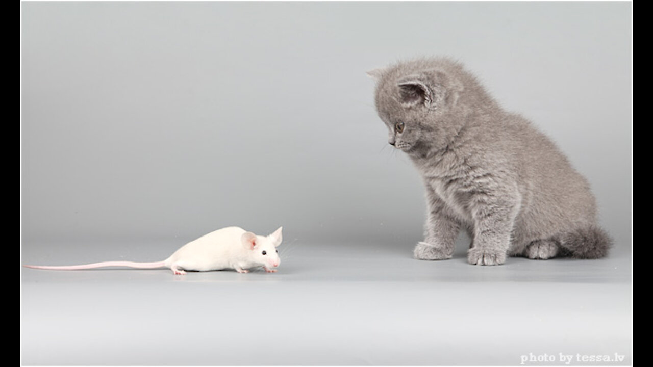 The first mouse of a tiny kitten!