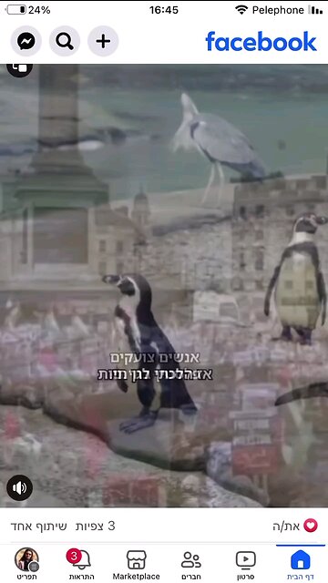 Free Palestine! I love free things!