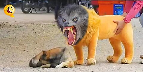 Troll Prank Dog Funny & fake Lion and Fake Tiger Prank To dog