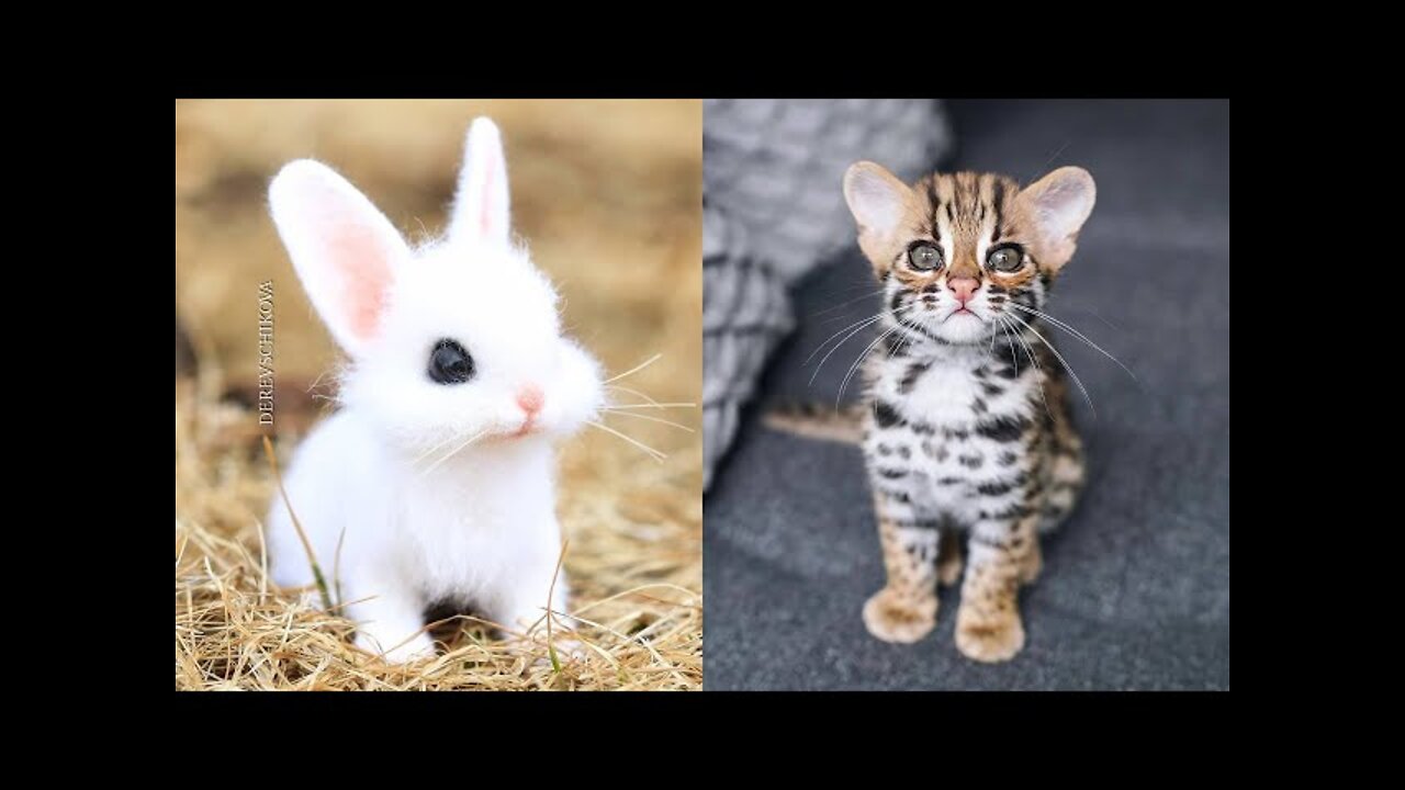 Adorable baby animals Videos Compilation Cute moment of the Animals - Cutest Animals