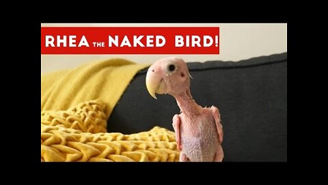 Funniest Rhea The Naked Birdie Viral Video Compilation