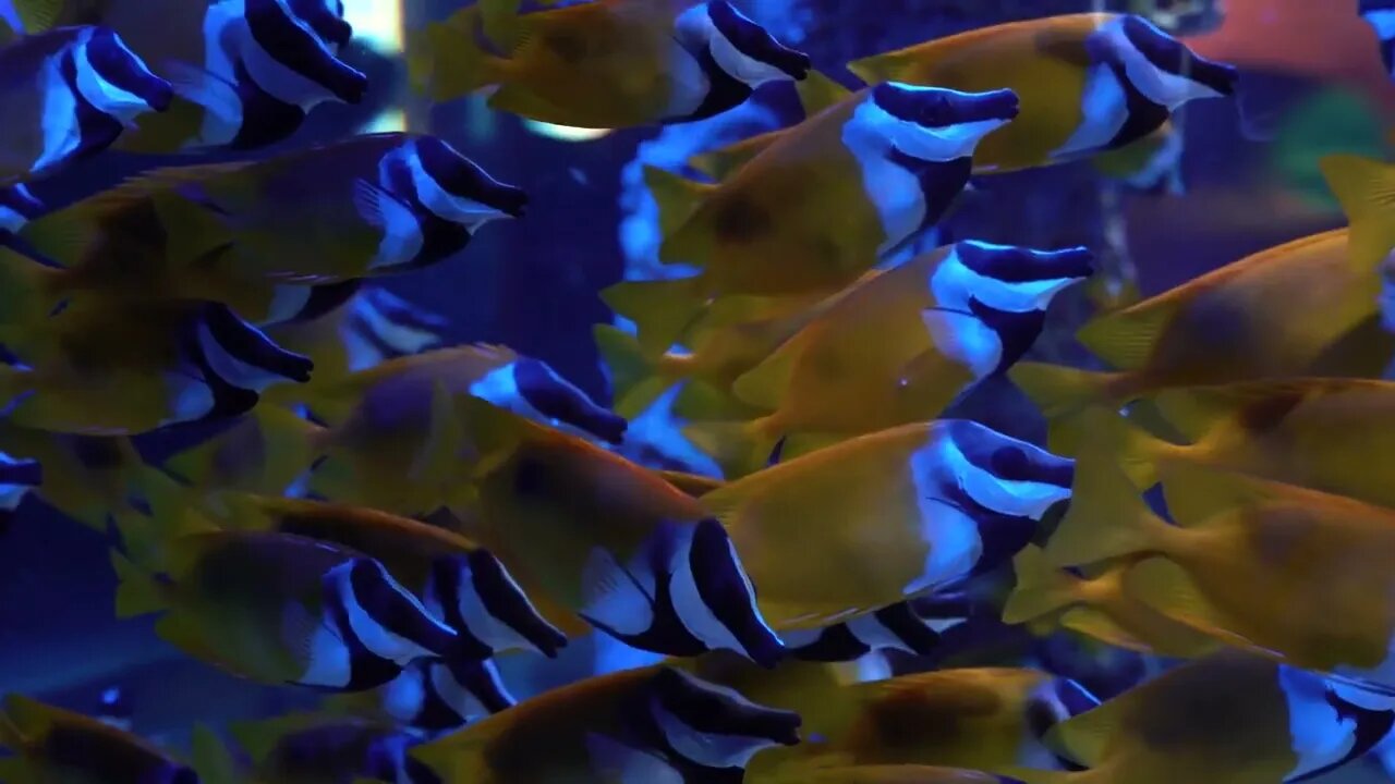 colorful yellow and blue fish in Oceanarium