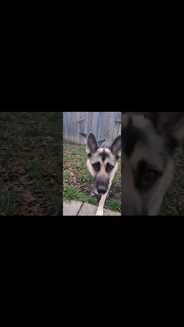 Maple Wants To Say HI #shorts #shepsky #doggo