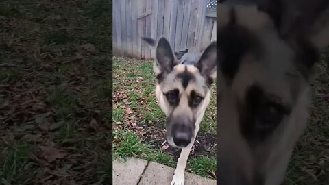 Maple Wants To Say HI #shorts #shepsky #doggo