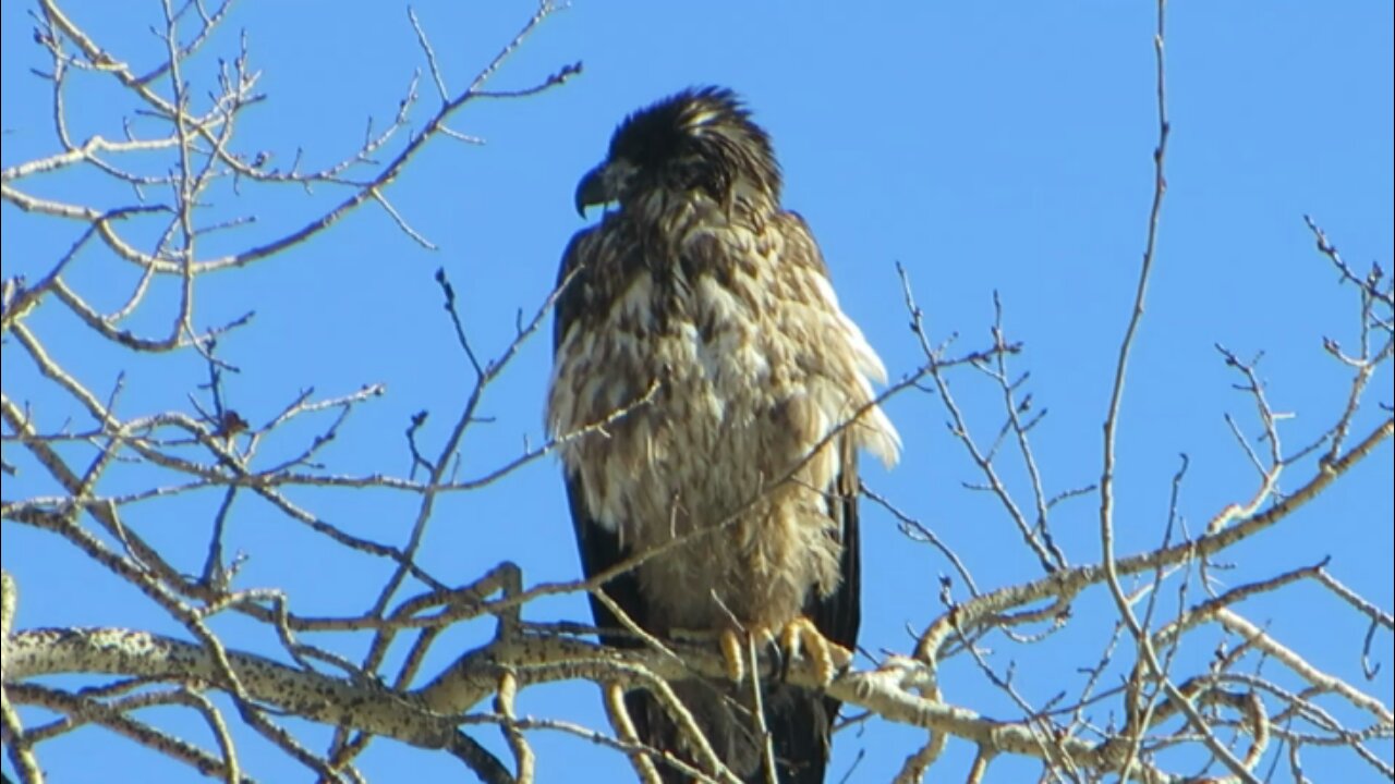 Rare bird sighting In Fairbanks, Alaska, April 2022