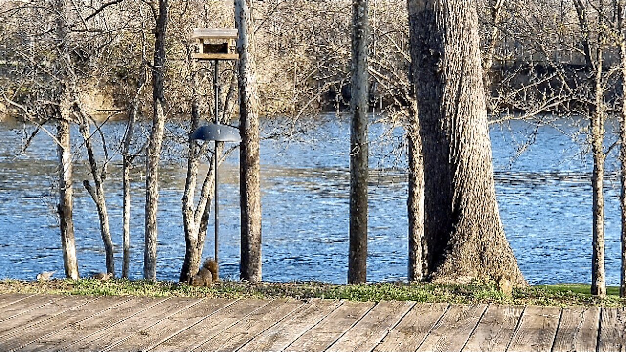 DOVE'S, PECKER'S, CARDINAL'S, AND SQUIRREL'S AT THE FEEDER