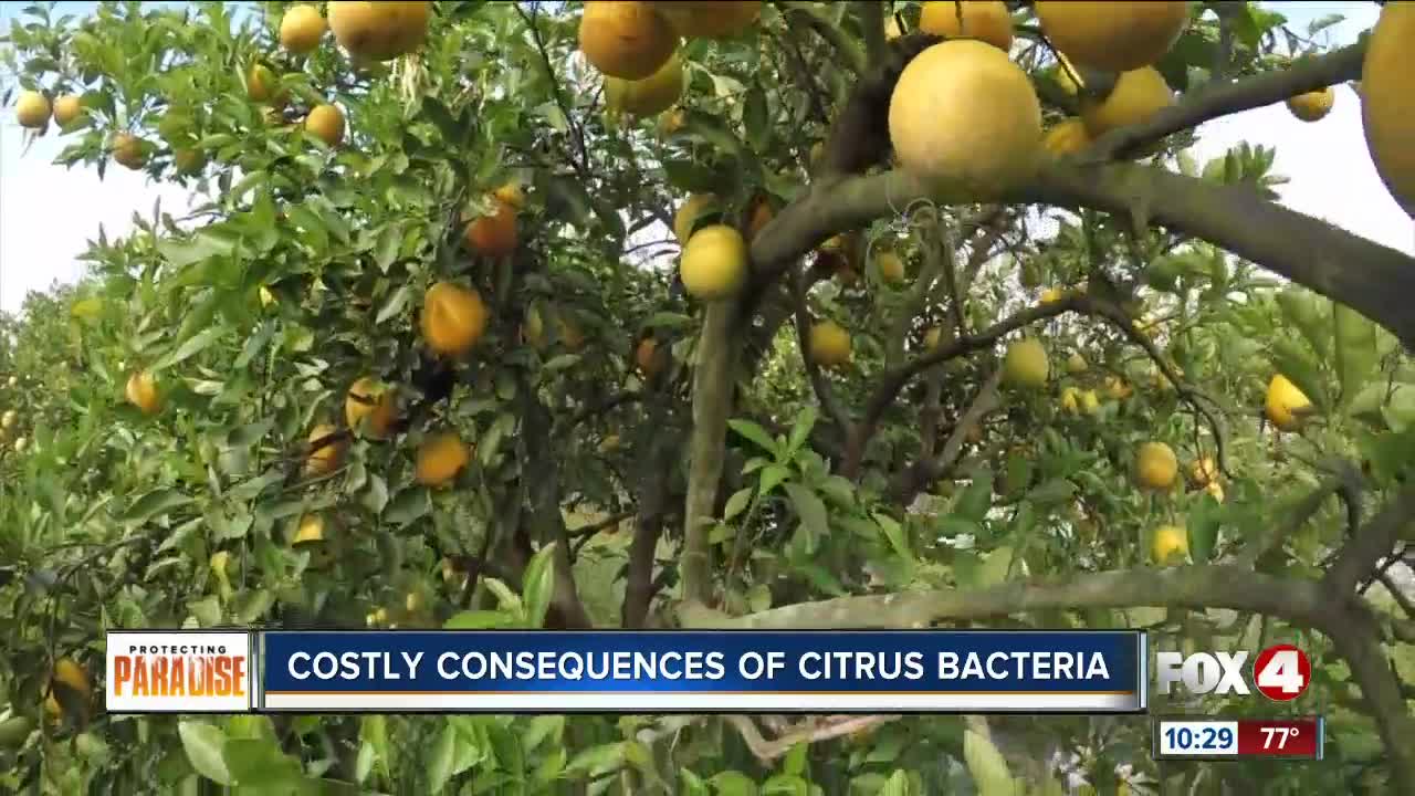 Deadly bacteria is harming Florida Citrus