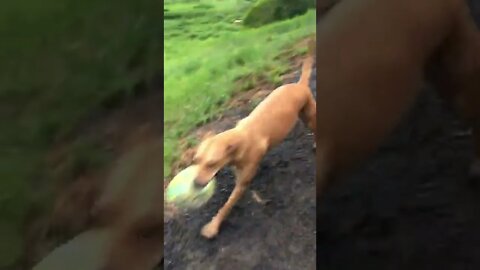 Bull Arab rescue dog loves football 2