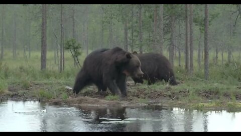 Bears in Kuhmo, Finland